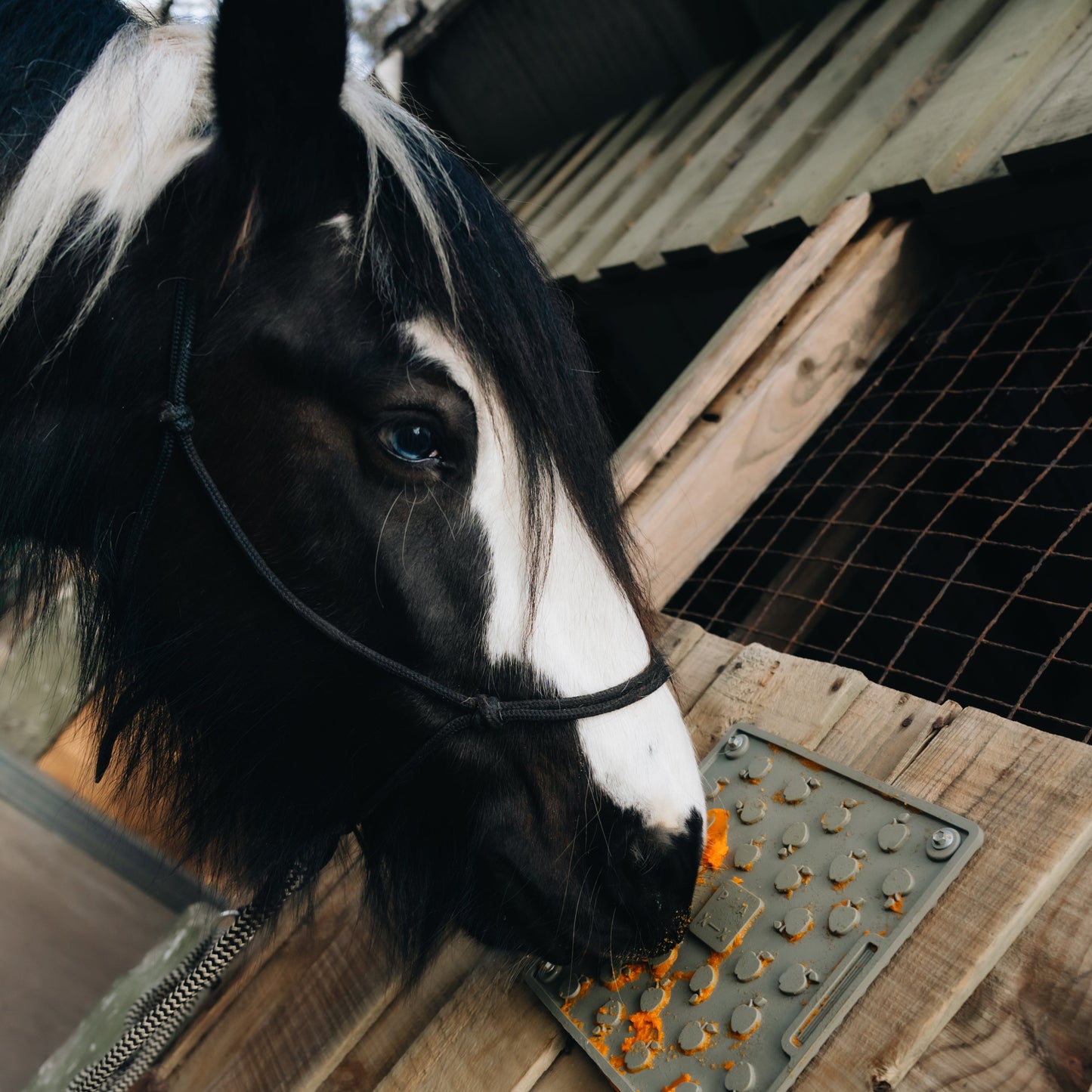 Equine Lick Mat