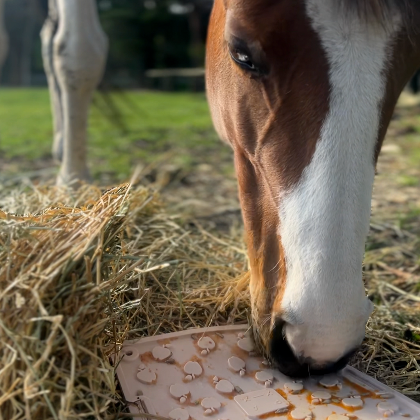 Equine Lick Mat